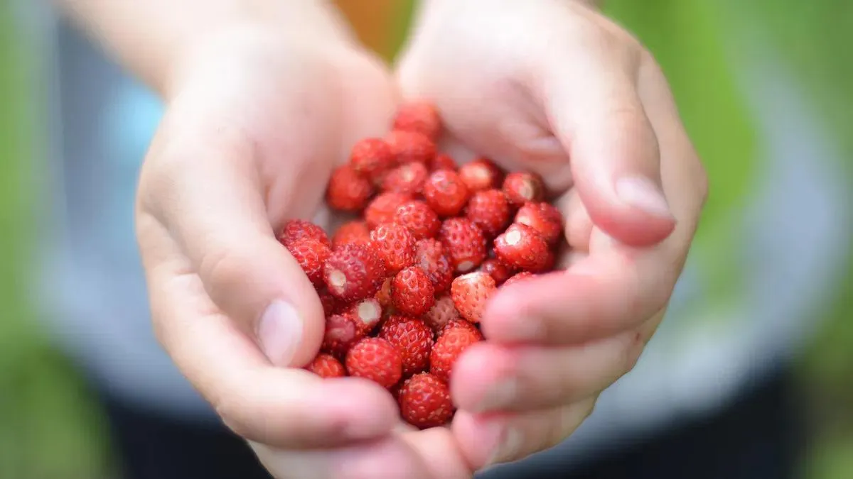 Poziomki cena za kg – ile zapłacimy za te aromatyczne skarby lata w 2026